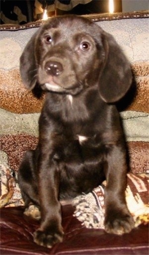 A black with white Labbe Puppy is sitting on top of a pillow, there is a blanket behind it