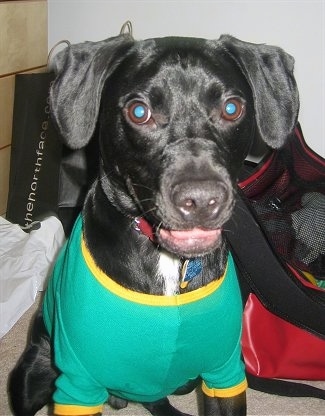 A black with white Labbe is wearing a green and yellow shirt sitting on a tan carpet. Its mouth is open and its tongue is curled inside of its mouth.