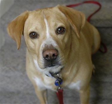 Close Up - A yellow with white Labbe is sitting on a tan carpet and looking up