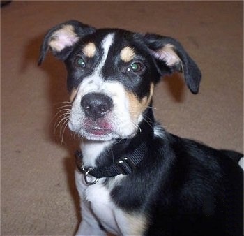 Close up upper body shot - A tricolor black with white and tan Bulloxer puppy is sitting on a tan carpeted floor and it is looking up and to the left of its body. It has red around its lips making it look like it is wearing lipstick.