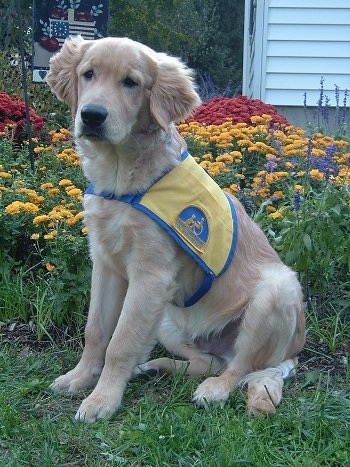 golden retriever mixes. Labrador Golden Retriever Mix.