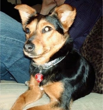 Close Up front view shot - A black and tan Lancashire Heeler is laying on a tan couch next to a person wearing blue jeans and a purple striped shirt. There is a leopard print blanket on the other side of the dog.