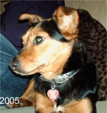 Close up front view shot - A black and tan Lancashire Heeler is laying next to a person who is wearing blue jeans on a couch with a leopard print blanket next to it and looking to the left.