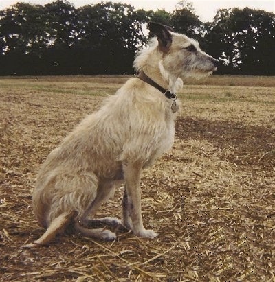 Bearded collie lurcher