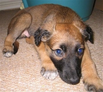 A small brown with black and white Lurcher puppy is laying down on a tan carpet and there is a green potted plant base behind it.