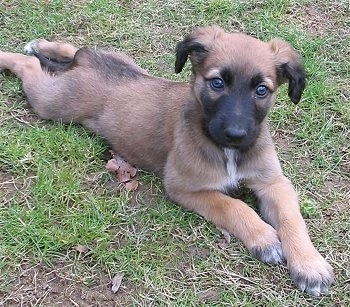 A brown with black and white Lurcher puppy is stretched out laying in grass.