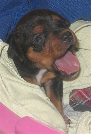 Close up - A black and tan Meagle puppy is laying on a couch covered in blankets. Its mouth is open in mid-yawn.