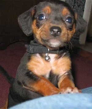 A black and tan Meagle puppy is wearing a black collar jumped up against a persons leg who is wearing blue jeans.