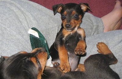 Two black and tan Meagle puppies are playing in the lap of a person in gray sweatpants.