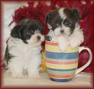 Two black and white Mal-Shi puppies are on top of a white table with red feathers behind them. One of the puppies is sitting inside of a coffee cup.