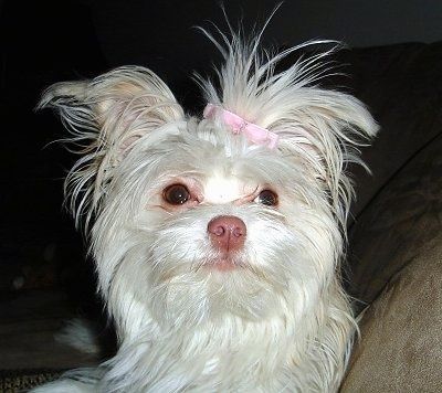 Close up head shot - A long-haired white Malchi is laying against the back of a tan couch. It has a pink bow in its top knot.