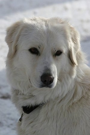 Close up head shot - A white Maremma Sheepdog is sitting in snow.