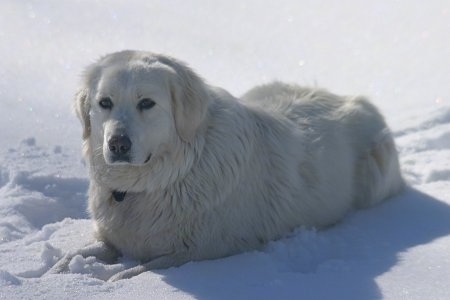 Maremma Sheepdog, at 3 years old