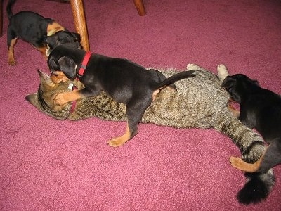 Three black and tan Meagle puppies are playing with a tiger cat on top of a red carpet. One is face to face with the cat, another is laying over top of the cat and there is one in the back pawing at the cats leg.