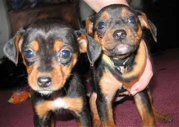 View from the front - Two black and tan Meagle puppies are looking forward. There is a hand wrapped around the Meagle on the right.