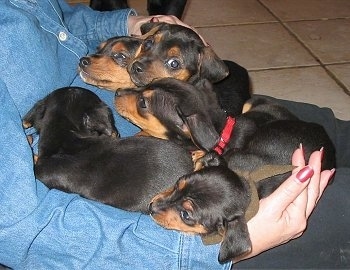 A litter of black and tan Meagle puppies are laying on the body of a lady in a blue denim shirt who is sitting on a tan tiled floor.