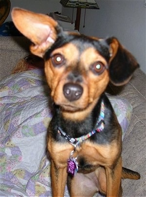 A black and tan Meagle dog is standing on top of a person sleeping on a tan couch. One of the dog's large ears is up and the other is flopped over.