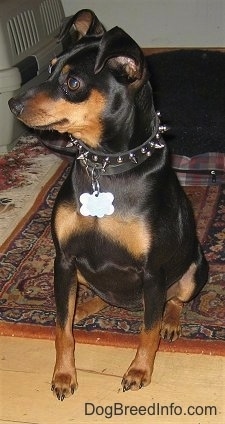 View from the front - A black and tan Miniature Pinscher is wearing a black spike collar sitting with its back end on a throw rug and front end on a hardwood floor looking to the left.