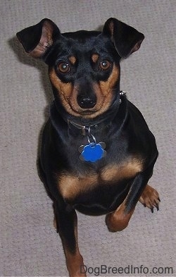 View from the top looking down - A black and tan Miniature Pinscher dog is sitting on a tan carpet with its right paw in the air.