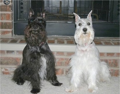 Mini Schnauzer Puppies on My View And My Dog At The Present Time       She Is Always So Happy