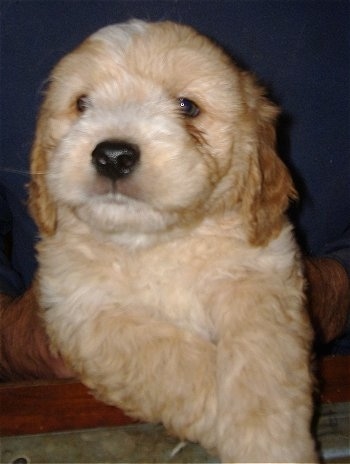 Close up front view - A tan and cream colored Petite Goldendoodle puppy is being held in a persons hands. The puppy is looking to the left.