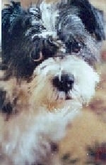 Close up head shot - A black, gray and white Miniboz is laying on a carpet and its holding its head up.