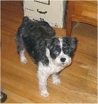 A black, gray and white Miniboz is standing on a hardwood floor and behind it is a cabinet. It is looking up.