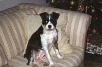 A black with white Miniboz is sitting on a tan and white couch and it is looking to the left with a Christmas tree next to it.