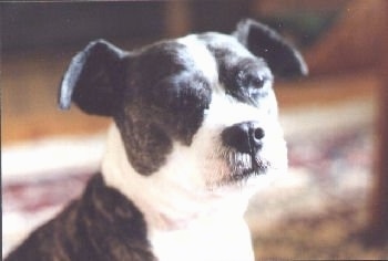 Close up side view head shot - A brown brindle with white Miniboz is sitting in a house and looking forward.