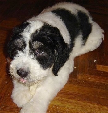 Front side view - A white with black Romanian Mioritic Shepherd Dog puppy is laying on a hardwood floor. It is looking up and its tongue is showing slightly.