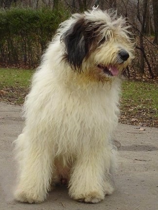 Front view - A shaggy, long-coated, white with black Romanian Mioritic Shepherd Dog is sitting on a sidewalk and looking to the right. Its mouth is open and tongue is out.