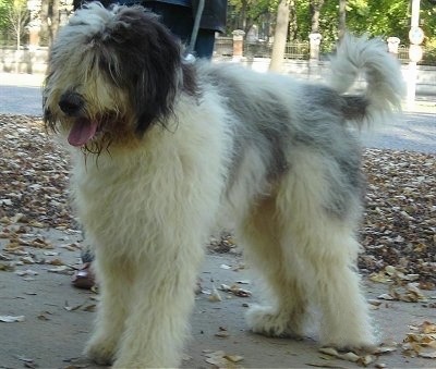 A large, fluffy, white with black Romanian Mioritic Shepherd Dog is standing on a concrete surface with fallen leaves around it. Its mouth is open and tongue is out and there is hair covering the dog's eyes.