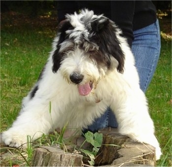 A furry, white with black Romanian Mioritic Shepherd Dog puppy is standing with its front paws up on top of a tree stump. There is a person in blue jeans and a black shirt behind it pulling it off of the stump.