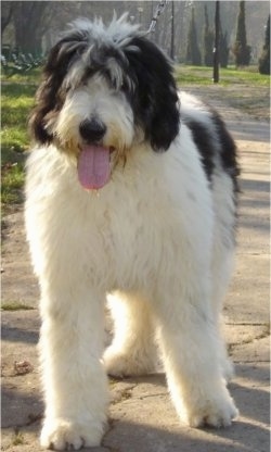 Front view - A white with black Romanian Mioritic Shepherd Dog is standing on a sidewalk. Its mouth is open and tongue is out. The hair on the front of its face is covering its eyes.