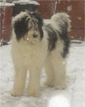 A white with black Romanian Mioritic Shepherd Dog is standing outside in snow in front of a red fence. It is looking to the right. It is activly snowing and there are trash cans behind it to the left.