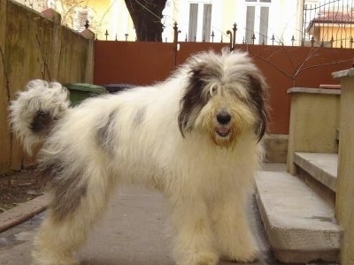 A white with black Romanian Mioritic Shepherd Dog is standing on top of the bottom step in front of a house and it is looking to the right of its body in a small backyard that has a wall around it.