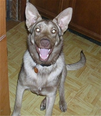 View from the front - A perk-eared, brown Shepherd mix breed dog is sitting on a floor and it is looking up. Its mouth is open and it looks like it is smiling.
