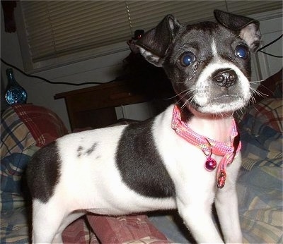 Close up side view from down low looking up - A white with black Mountain Feist puppy is wearing a pink collar standing on a human's bed looking up.