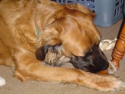 Close up side view head and upper body shot - A tan with black long coat Nebolish Mastiff is laying on a carpet and in front of a chair chewing on a rawhide bone.