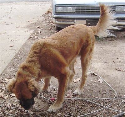 A tan with black long coat Nebolish Mastiff is sniffing a pile of sticks and leaves. There is an old car behind it.