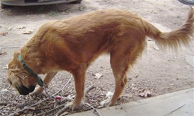 Sidew view - A tan with black long coat Nebolish Mastiff is sniffing the ground were a small pile of sticks and dirt is gathered.