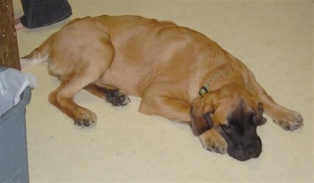 Side view - A tan with black long coat Nebolish Mastiff puppy is laying down on a tan carpet next to a blue plastic trash can. There is a person behind it.