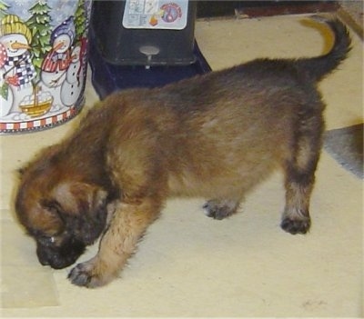 A brown with black long coat Nebolish Mastiff puppy is sniffing the floor. There is a tin with pictures of snowmen on it next to the dog.