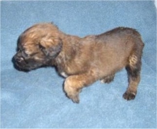 Side view - A brown with black long coat Nebolish Mastiff puppy is walking across a blue blanket.