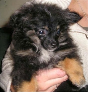 Close up front view head and upper body shot - A fluffy black with tan and white Pomchi puppy is being held under the arm of a lady. The dog is looking to the right.