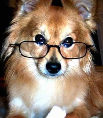 Close up front view head shot - A tan with white Paperanian dog is wearing black reading glasses looking forward.