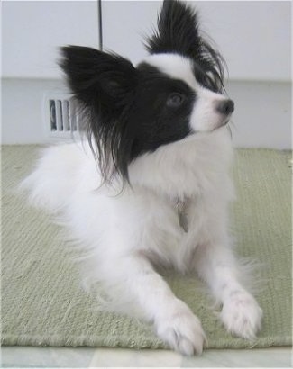 Baby  Pictures on Papillon Information And Pictures  Papillons  Butterfly Dog  Pap