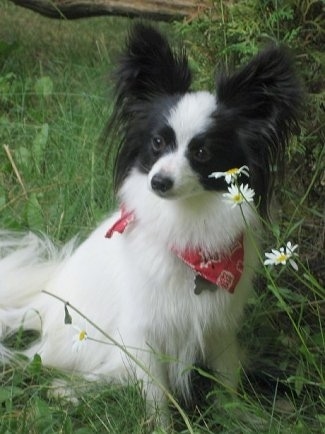 Front side view - A white with black Papillon is sitting in tall grass in front of three daisy flowers looking to the left. It is wearing a red bandana.
