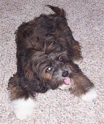 Front side view from above looking down at the dog of a brown and black with white Papi-poo puppy that is laying out on a tan carpet. It is looking up and to the right. The dog looks happy, soft and fluffy like a stuffed toy.