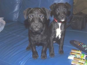 Two black little dogs sitting next to two unopened packs of Energizer batteries and a TV remote.